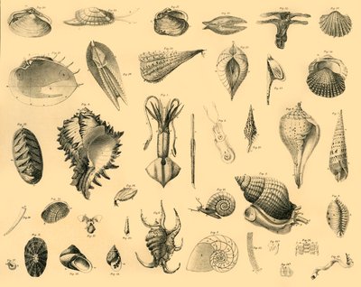 Mollusken, ca. 1910 von Unbekannt