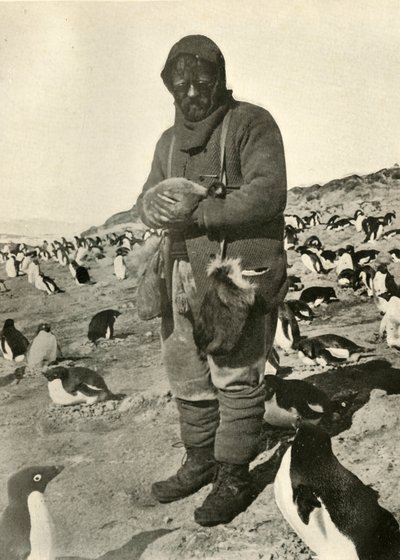 Murray hält junge Pinguine, um 1908-1909 von Unbekannt