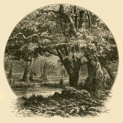 Eichen in Bradgate, 1898 von Unbekannt