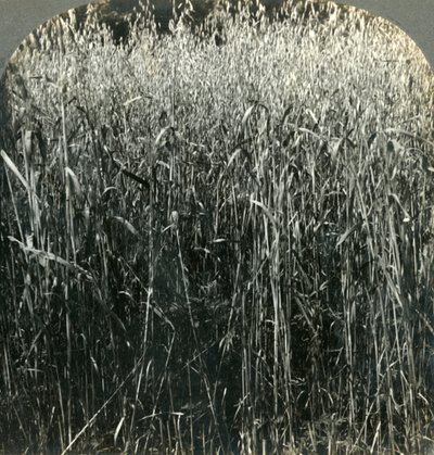 Haferanbau, Pennsylvania, USA, 1903 von Unbekannt