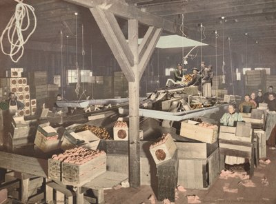 Orangenverpackung in Redlands, veröffentlicht 1899 von Unbekannt