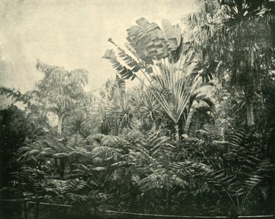 Palm- und Farninsel, Botanischer Garten, Brisbane, 1901 von Unbekannt