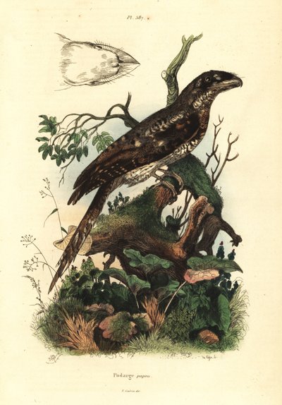 Papua-Froschmaul von Unbekannt