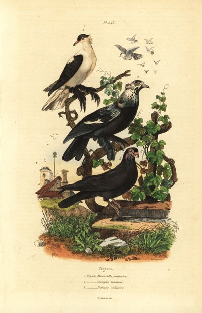 Taubenvarianten: Hirondelle, Glouglou Tambour, Polonais von Unbekannt