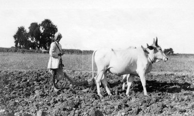 Pflügen in Indien, 1917 von Unbekannt