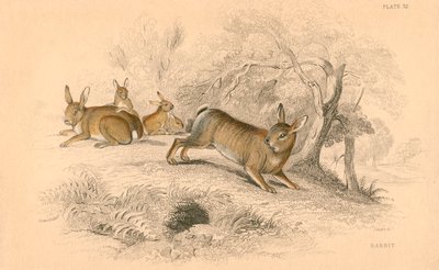 Kaninchen Oryctolagus cuniculus, 1828 von Unbekannt