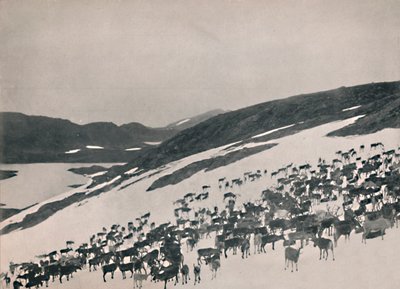 Rentiere in den Bergen, 1914 von Unbekannt