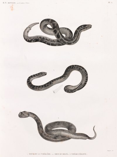 Reptilien: Schlangen von Unbekannt