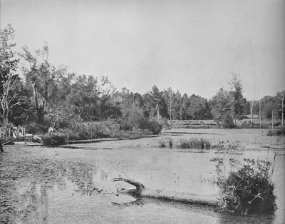 Szene in Mississippi von Unbekannt