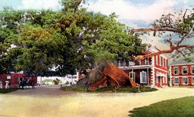 Seidenbaum, Nassau, New Providence, Bahamas, um 1900 von Unbekannt