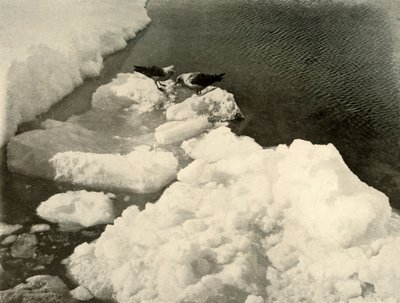 Skua-Möwen am Eisrand, ca. 1908 von Unbekannt