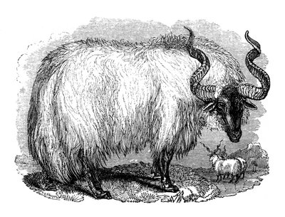 Spanische Schafe, 1848 von Unbekannt
