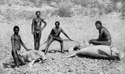 Gespießtes Seekuh, Nordwest-Australien von Unbekannt