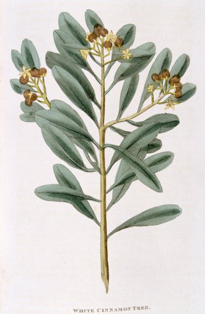 Zweig von weißem Zimt Canella alba, 1823 von Unbekannt