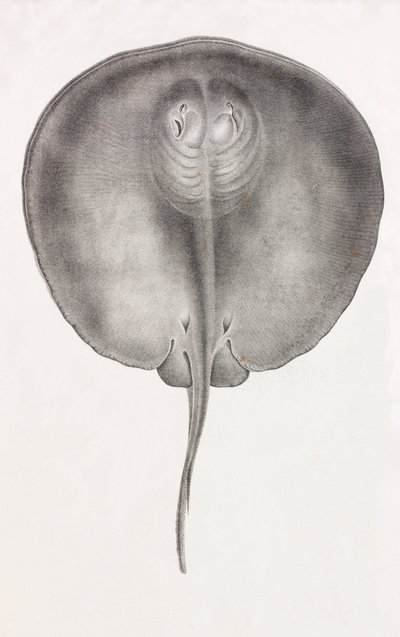 Stachelrochen (Vorderansicht, Nahaufnahme) von Unbekannt