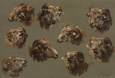 Studien von Widderköpfen, 1700er Jahre von Unbekannt