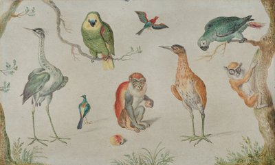 Studie von Vögeln und Affen, 1660-1670 von Unbekannt