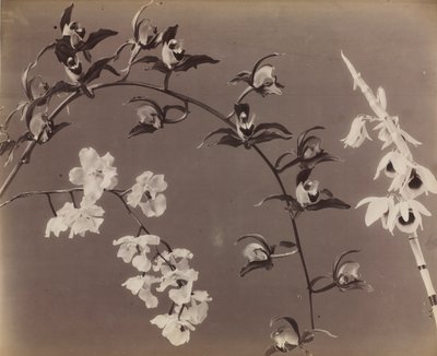 Studie von Orchideen von Unbekannt
