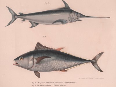 Schwertfisch Hiphias gladius, Thinnus bulgaris, um 1850 von Unbekannt
