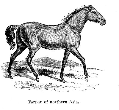 Tarpan, 1850 von Unbekannt