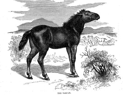 Tarpan, 1884 von Unbekannt