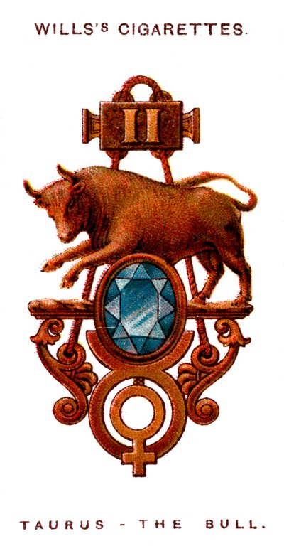Stier, 1923 von Unbekannt