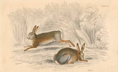 Der Hase Lepus europaeus, 1828 von Unbekannt