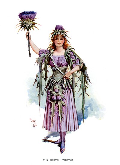 Die schottische Distel, 1899 von Unbekannt