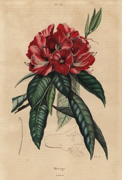Baumrhododendron, Rhododendron arboreum von Unbekannt