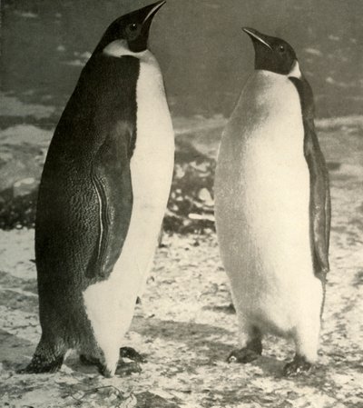 Zwei Kaiserpinguine, ca. 1908, 1909 von Unbekannt