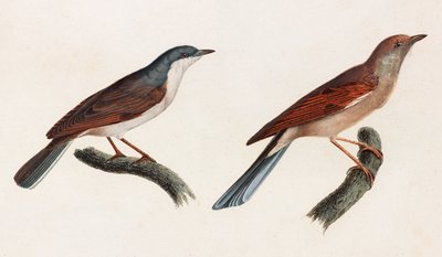 Zwei Farbillustrationen von Vögeln von Unbekannt