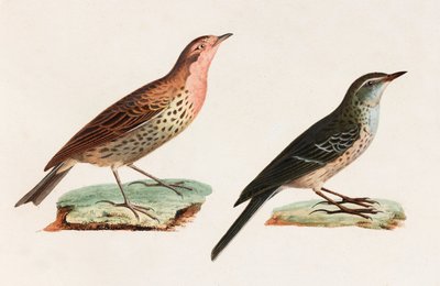 Zwei Farbillustrationen von Vögeln von Unbekannt