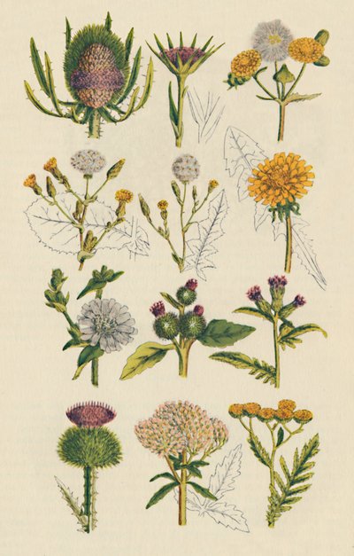 Variationen britischer Wildblumen, 1947 von Unbekannt