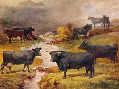 Walisisches Schwarzes Vieh, um 1906-1910 von Unbekannt
