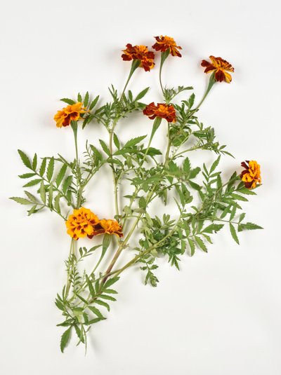 Afrikanische Ringelblume auf weißem Hintergrund von Benjamin Baud