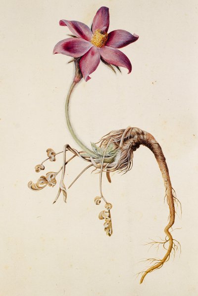 Anemone pulsatilla von Unbekannt