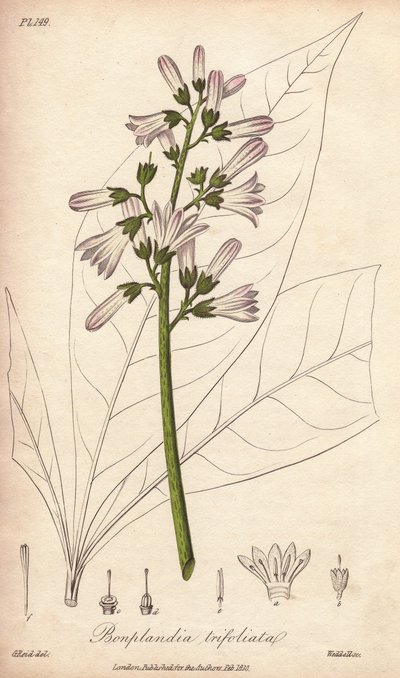 Angosturabaum, Angostura trifoliata von Unbekannter Künstler