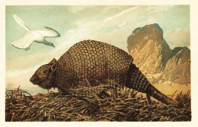Archaeopteryx lithographica und Panochthus tuberculatus. 1908 (Lithografie) von Unbekannter Künstler
