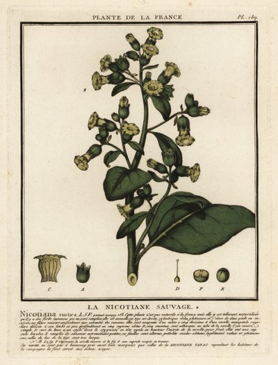 Aztekentabak, Nicotiana rustica von Unbekannter Künstler