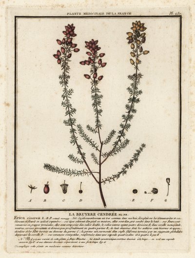 Glockenheide, Erica cinerea von Unbekannter Künstler