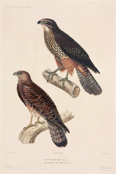 Raubvögel von Unbekannter Künstler