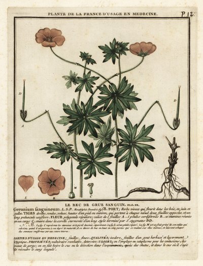 Blutroter Storchschnabel, Geranium sanguineum von Unbekannter Künstler