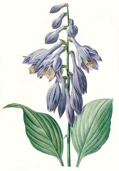 Botanische Illustration/Redouté/Hosta ventricosa von Unbekannt