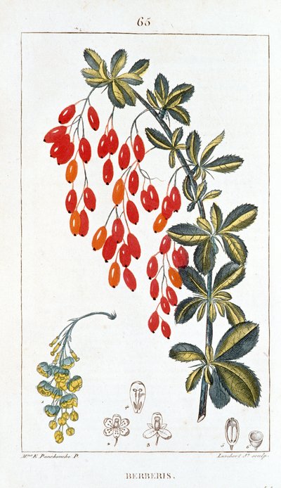 Botanische Tafel/Berberis sp/Berberitze von Unbekannt