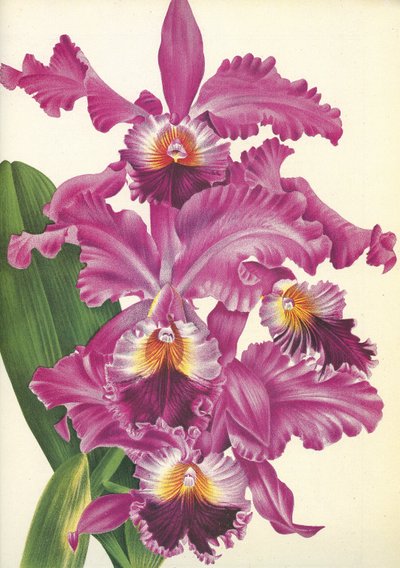 Botanische Tafel/Cattleya labiata var. Perfecta/Lindenia von Unbekannt