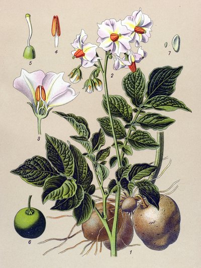 Botanische Tafel, Kartoffelpflanze (Solanum tuberosum) von Unbekannter Künstler