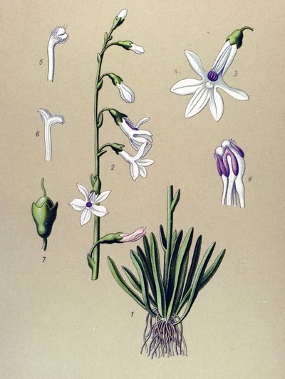 Botanische Tafel, Pflanze: Lobelie (Lobelia dortmanna) von Unbekannter Künstler