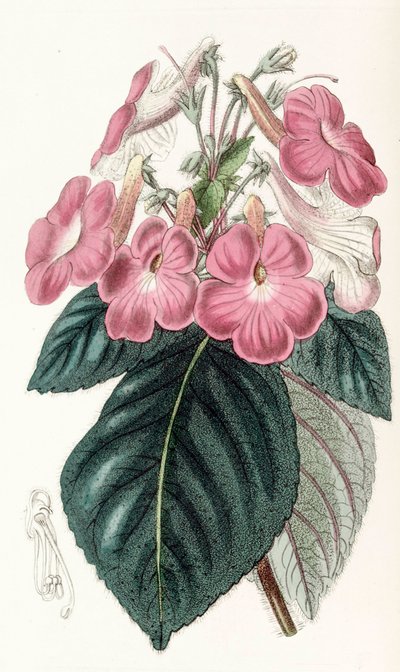 Botanische Illustration Achimenes grandiflora von Unbekannt