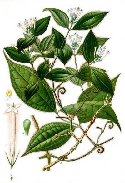 Botanische Illustration/Strychnos toxifera/Curare von Unbekannt