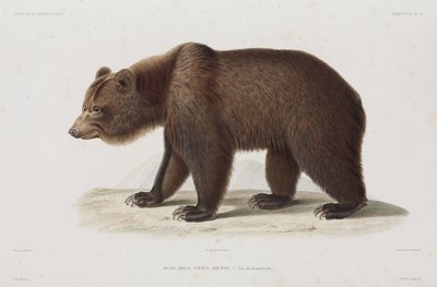 Braunbär, Kamtschatka, Russland von Unbekannt